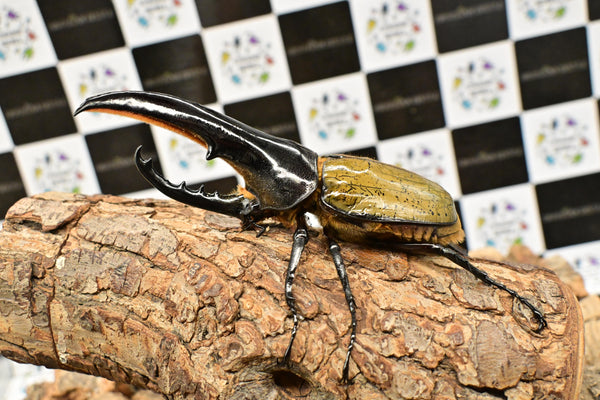 ヘラクレス ヘラクレス　極太極短系統　♂単品 128mm