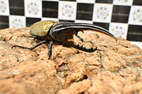 ヘラクレス ヘラクレス　極太極短系統　♂単品 114mm