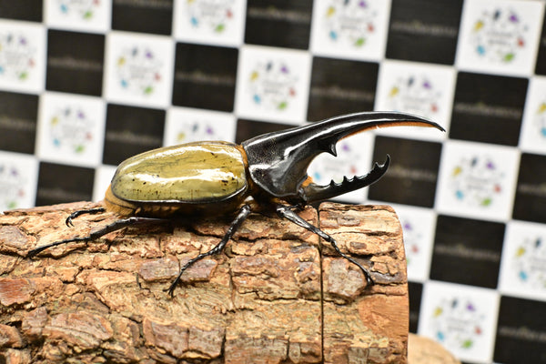 ヘラクレス ヘラクレス　極太極短系統　♂単品 114mm