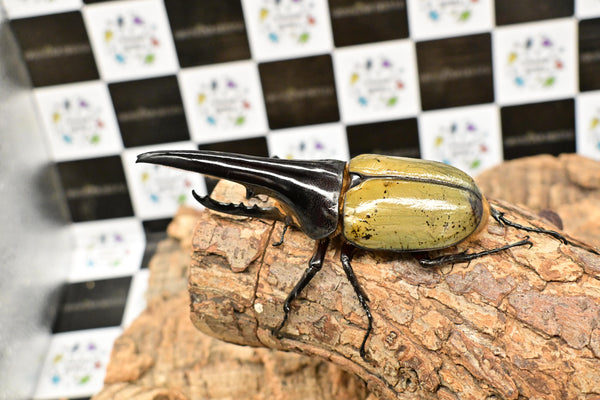 ヘラクレス ヘラクレス　極太極短系統　♂単品 114mm