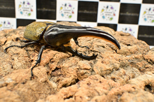 ヘラクレス ヘラクレス　極太極短系統　♂単品 126mm