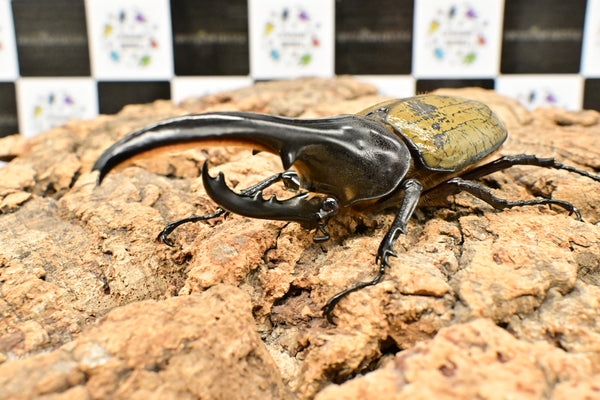 ヘラクレス ヘラクレス　極太極短系統　♂単品 113mm