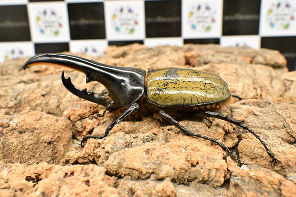 ヘラクレス ヘラクレス　極太極短系統　♂単品 113mm