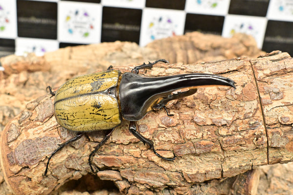ヘラクレス ヘラクレス　極太極短系統　♂単品 113mm