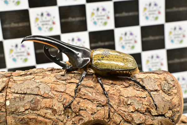 ヘラクレス ヘラクレス　極太極短系統　♂単品 113mm