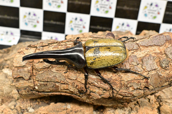 ヘラクレス ヘラクレス　極太極短系統　♂単品 113mm