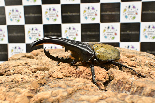 ヘラクレス ヘラクレス　極太極短系統　♂単品 114mm