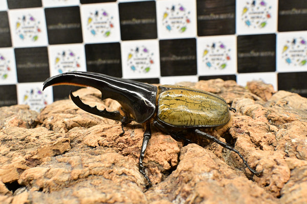 ヘラクレス ヘラクレス　極太極短系統　♂単品 114mm