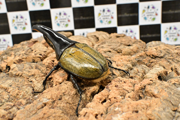 ヘラクレス ヘラクレス　極太極短系統　♂単品 114mm