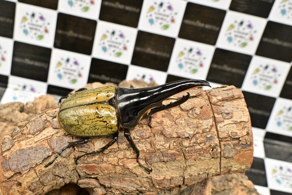 ヘラクレス ヘラクレス　極太極短系統　♂単品 114mm