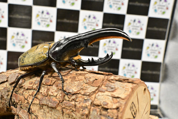 ヘラクレス ヘラクレス　極太極短系統　♂単品 127mm