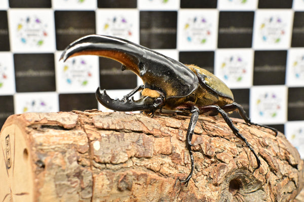 ヘラクレス ヘラクレス　極太極短系統　♂単品 127mm