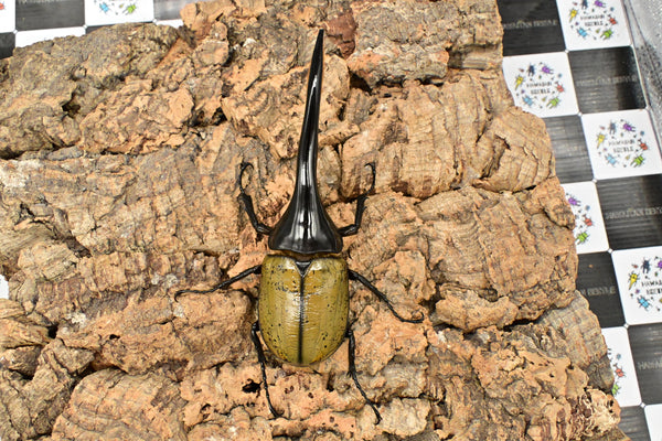 ヘラクレス ヘラクレス　WF3  ♂149ｍｍ