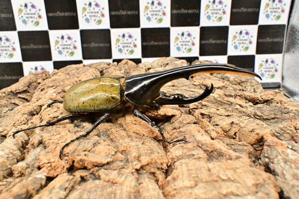 ヘラクレス ヘラクレス　WF3  ♂149ｍｍ