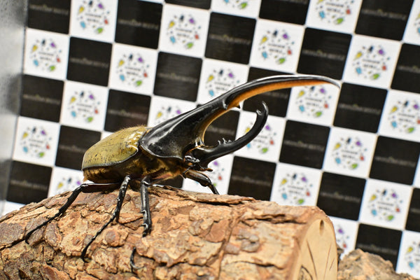 ヘラクレス ヘラクレス　WF3  ♂149ｍｍ