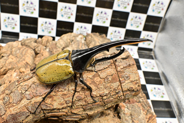 ヘラクレス ヘラクレス　WF3  ♂149ｍｍ