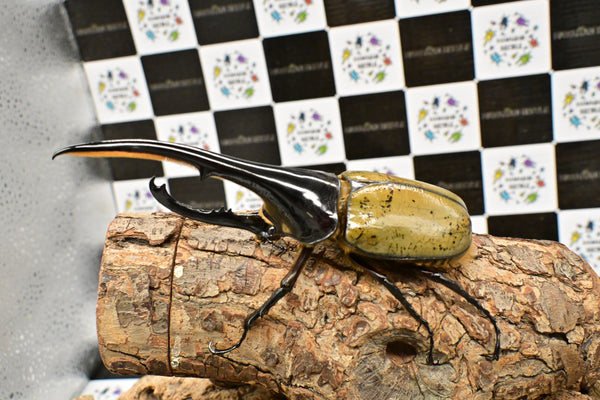 ヘラクレス ヘラクレス　WF3  ♂149ｍｍ