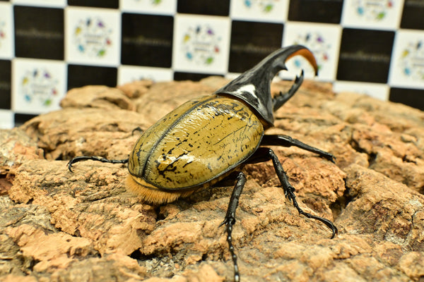 ヘラクレス ヘラクレス　WF3  ♂112ｍｍ～128ｍｍ