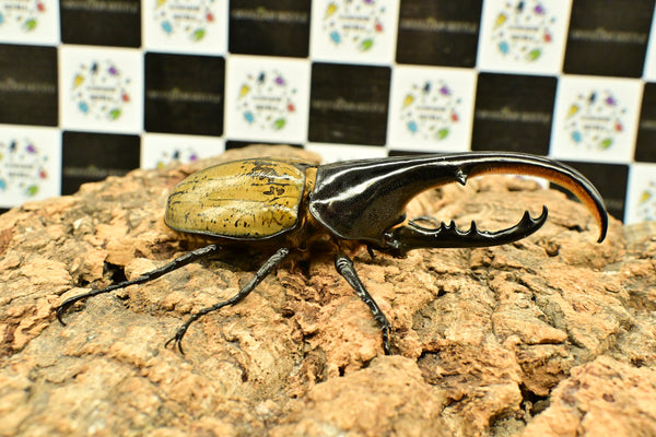 ヘラクレス ヘラクレス　WF3  ♂112ｍｍ～128ｍｍ