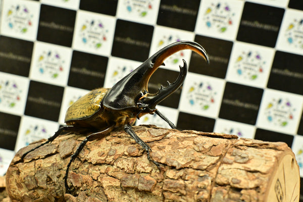 ヘラクレス ヘラクレス　WF3  ♂112ｍｍ～128ｍｍ