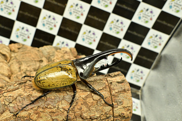 ヘラクレス ヘラクレス　WF3  ♂112ｍｍ～128ｍｍ