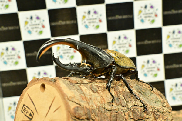 ヘラクレス ヘラクレス　WF3  ♂112ｍｍ～128ｍｍ