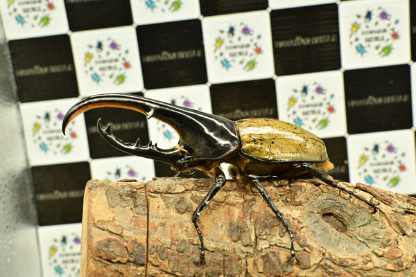 ヘラクレス ヘラクレス　WF3  ♂112ｍｍ～128ｍｍ