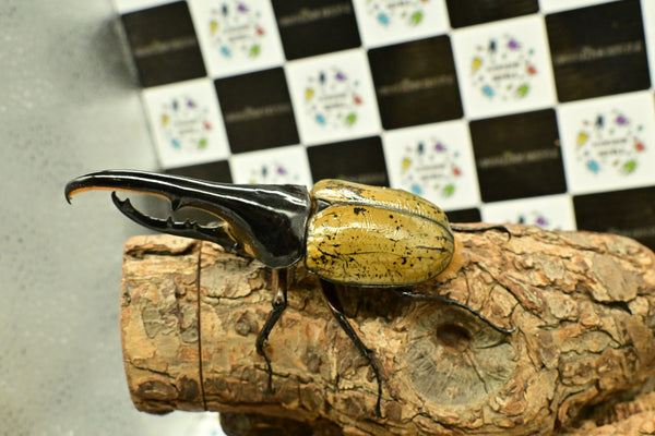 ヘラクレス ヘラクレス　WF3  ♂112ｍｍ～128ｍｍ