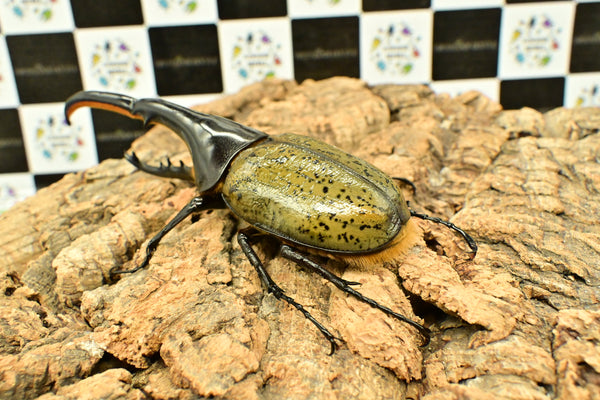 ヘラクレス ヘラクレス　WF3  ♂150ｍｍ 　 B品