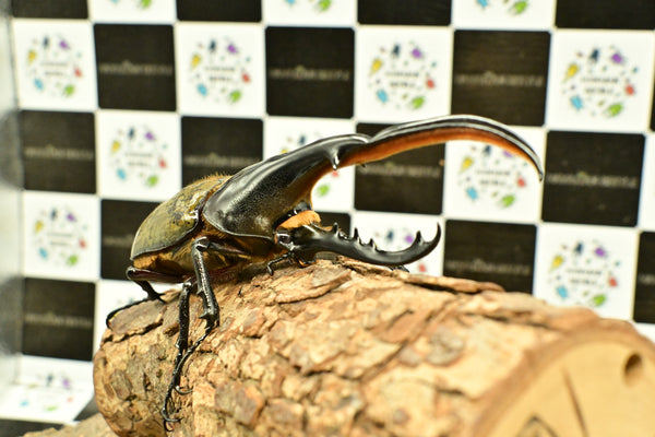 ヘラクレス ヘラクレス　WF3  ♂150ｍｍ 　 B品
