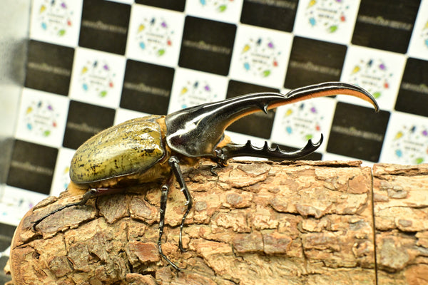 ヘラクレス ヘラクレス　WF3  ♂150ｍｍ 　 B品