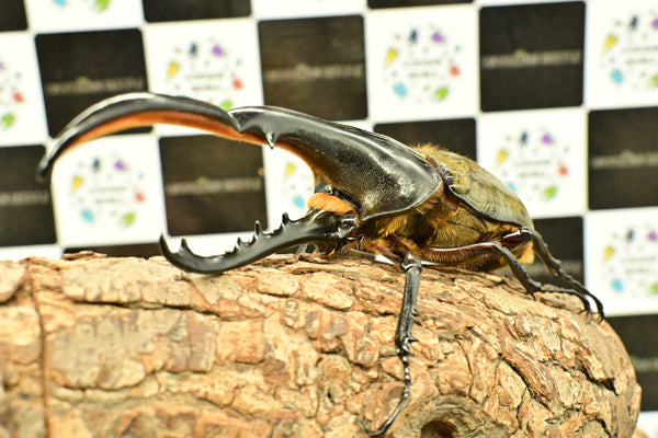 ヘラクレス ヘラクレス　WF3  ♂150ｍｍ 　 B品