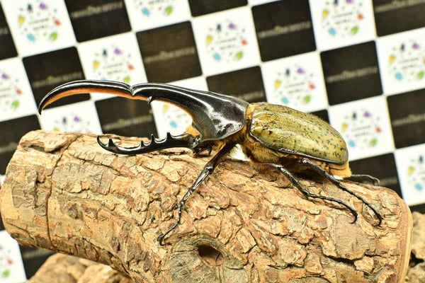 ヘラクレス ヘラクレス　WF3  ♂150ｍｍ 　 B品