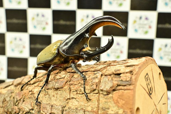 ヘラクレス ヘラクレス　極太極短系統　♂単品 102mm