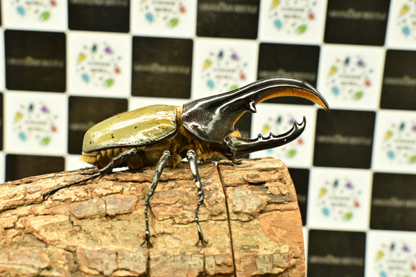 ヘラクレス ヘラクレス　極太極短系統　♂単品 102mm