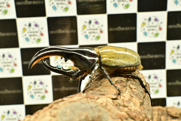 ヘラクレス ヘラクレス　極太極短系統　♂単品 102mm