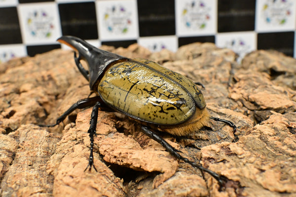 ヘラクレス ヘラクレス　極太極短系統　♂単品 104mm