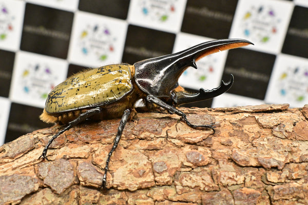 ヘラクレス ヘラクレス　極太極短系統　♂単品 104mm