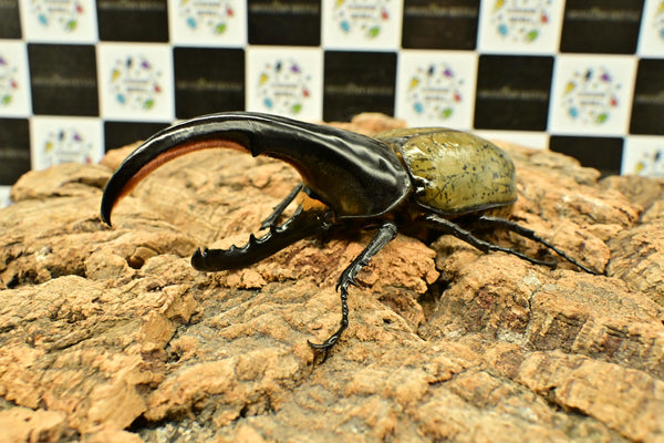 ヘラクレス ヘラクレス　極太極短系統　細長タイプ　♂単品 131.5mm