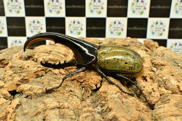 ヘラクレス ヘラクレス　極太極短系統　細長タイプ　♂単品 131.5mm
