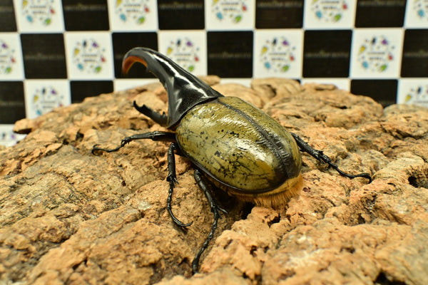 ヘラクレス ヘラクレス　極太極短系統　細長タイプ　♂単品 131.5mm