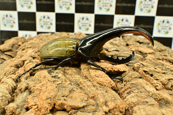 ヘラクレス ヘラクレス　極太極短系統　細長タイプ　♂単品 131.5mm