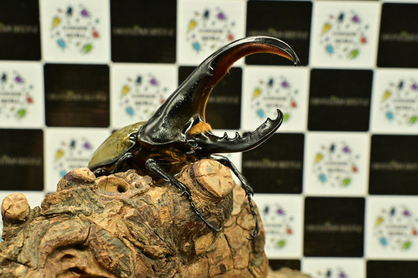 ヘラクレス ヘラクレス　極太極短系統　細長タイプ　♂単品 131.5mm