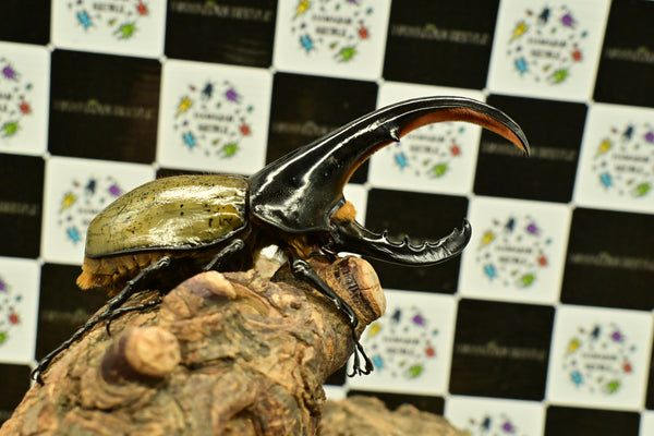 ヘラクレス ヘラクレス　極太極短系統　細長タイプ　♂単品 131.5mm