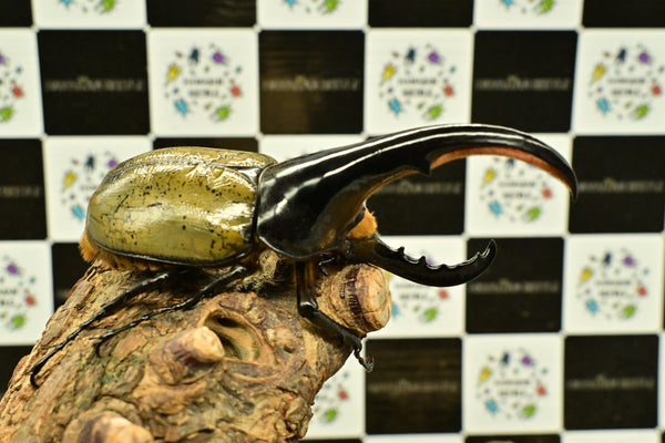 ヘラクレス ヘラクレス　極太極短系統　細長タイプ　♂単品 131.5mm