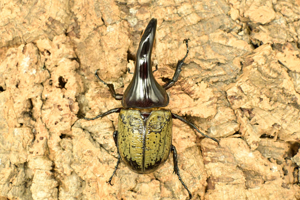 ヘラクレス ヘラクレス　極太極短系統　♂単品 97mm