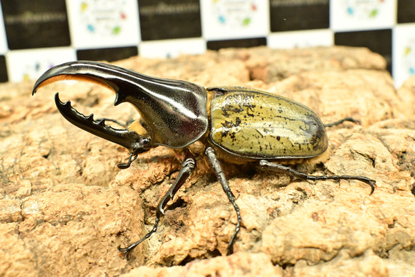 ヘラクレス ヘラクレス　極太極短系統　♂単品 97mm