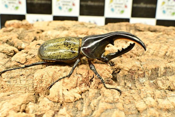 ヘラクレス ヘラクレス　極太極短系統　♂単品 97mm