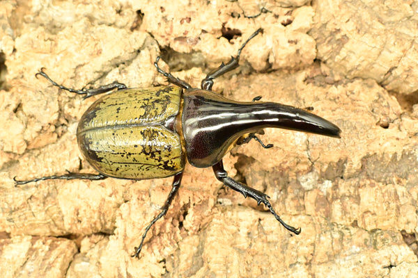 ヘラクレス ヘラクレス　極太極短系統　♂単品 97mm