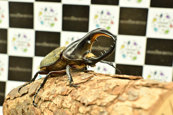 ヘラクレス ヘラクレス　極太極短系統　♂単品 97mm